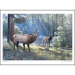 Wildlife Art