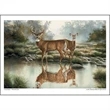 Wildlife Art