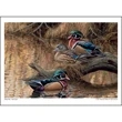 Wildlife Art