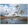 Maass WildfowlÖ Executive Calendar