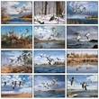Maass WildfowlÖ Executive Calendar