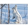 Wildlife Appointment Calendar