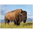 Wildlife Appointment Calendar