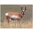 Wildlife Appointment Calendar