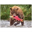 Wildlife Appointment Calendar