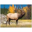 Wildlife Appointment Calendar