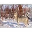 Wildlife Appointment Calendar