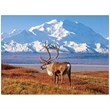 Wildlife Appointment Calendar