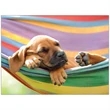 Four Paws Appointment Calendar