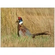 Wildlife Appointment Calendar