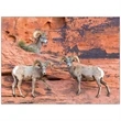 Wildlife Appointment Calendar