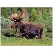 Wildlife Appointment Calendar