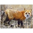 Wildlife Appointment Calendar