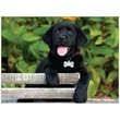 Four Paws Appointment Calendar