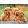 Four Paws Appointment Calendar