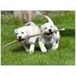 Four Paws Appointment Calendar