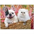 Four Paws Appointment Calendar
