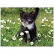 Four Paws Appointment Calendar