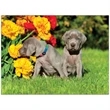 Four Paws Appointment Calendar