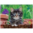 Four Paws Appointment Calendar