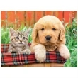 Four Paws Appointment Calendar