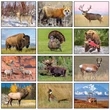 Wildlife Appointment Calendar