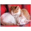Four Paws Appointment Calendar