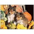 Four Paws Appointment Calendar
