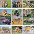 Animal Babies Appointment Calendar