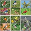 Songbirds Appointment Calendar
