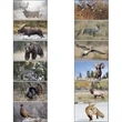 North American Wildlife