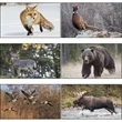 Wildlife