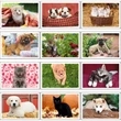 Puppies & Kittens Pocket