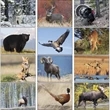 North American Wildlife