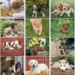 Puppies