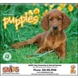 Puppies