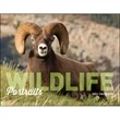 Wildlife Portraits - Window
