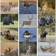 Wildlife Portraits - Spiral