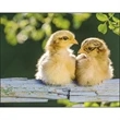 Baby Farm Animals - Spiral