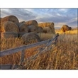 Agriculture - Stapled