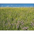 Scenic Canada - Window